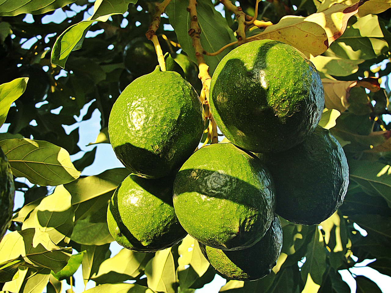 avocado aan de boom