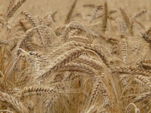 wheat-8762_640