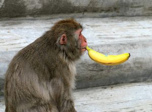 monkey-1479135_640