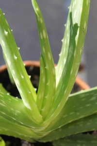 aloe vera 197383 640