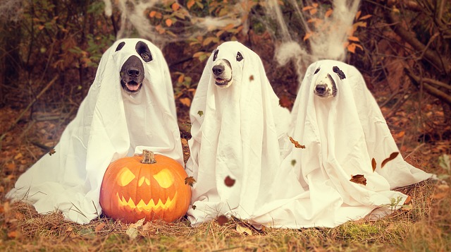 honden in laken - met halloween