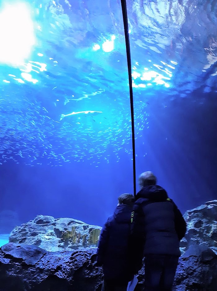 in het aquarium van dierentuin Rotterdam