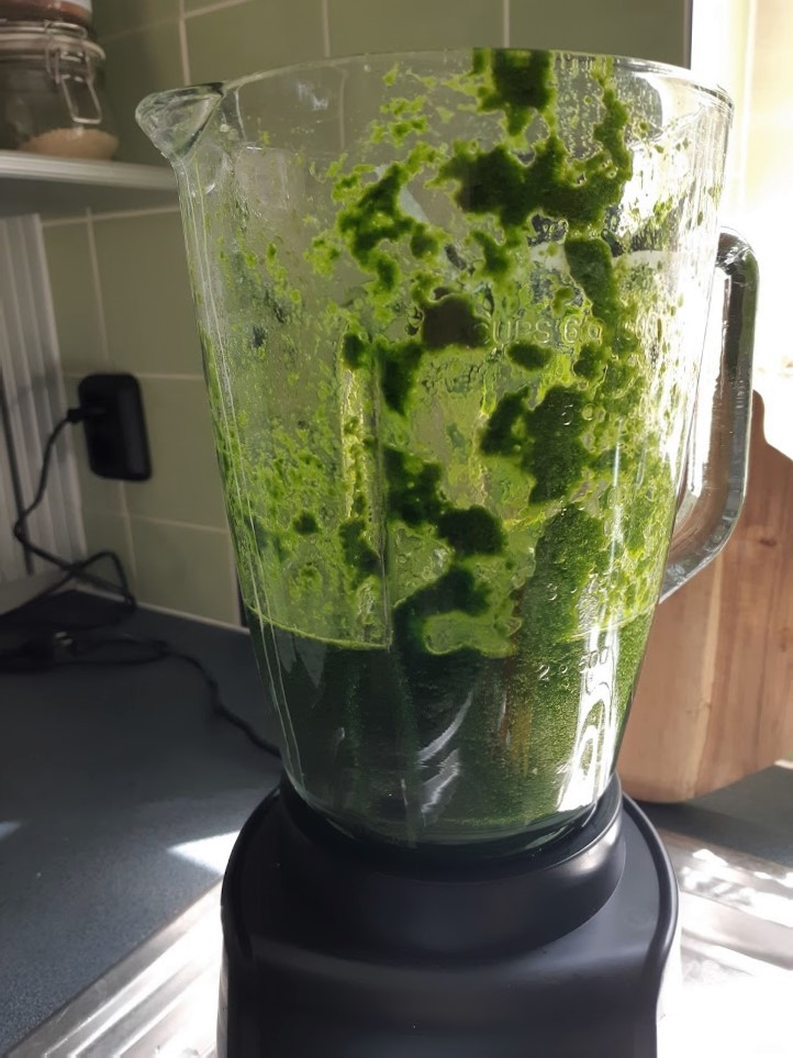 maggiplant in de blender