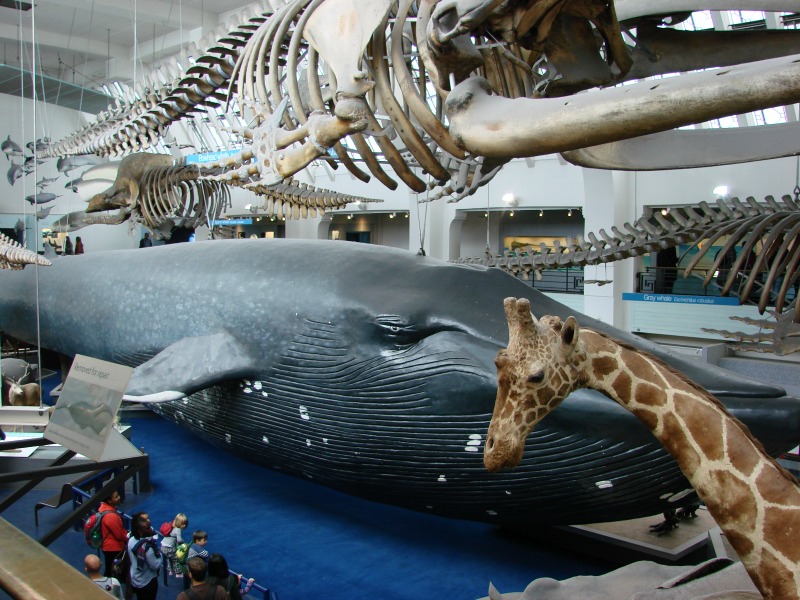 Opgezette dieren in het national history museum in Londen