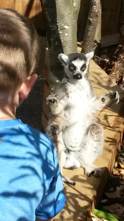 in de londen zoo, met een loslopende maki