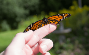 Vlinder op een vinger